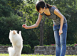 Learn how to train a dog with dog training tips