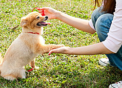 Facts you need to know about online dog training