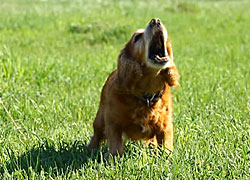 Learn how to stop your dog barking