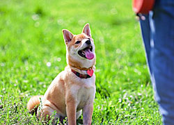 The basics of dog obedience training